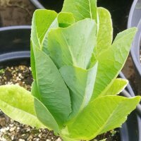 Romana-Salat / Bindesalat Lobjoits Green (Lactuca sativa)...