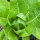 Romana-Salat / Bindesalat Lobjoits Green (Lactuca sativa) Samen