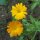 Ringelblume (Calendula officinalis) Bio Saatgut