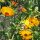 Ringelblume (Calendula officinalis) Bio Saatgut