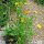 Ringelblume (Calendula officinalis) Bio Saatgut