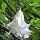 Engelstrompetenbaum (Brugmansia arborea) Samen