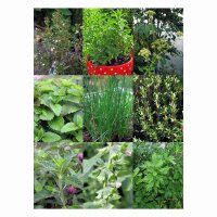 Mehrjährige Küchenkräuter für den Garten - Samen-Geschenkset