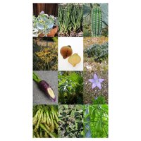 Gourmet-Gemüse & besondere Kräuter - Samen-Geschenkset