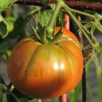 Tomate Schwarze Krim (Solanum lycopersicum) Bio Saatgut