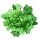 Endivien Salat Grüner Escariol (Cichorium endivia) Bio Saatgut