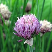 Schnittlauch (Allium schoenoprasum) Samen