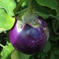 Aubergine Black Beauty (Solanum melongena) Bio
