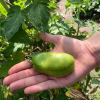 Tomate San Marzano (Solanum lycopersicum) Bio Saatgut