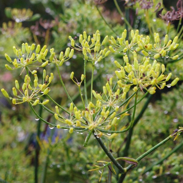 Grüner Gewürzfenchel Dulce (Foeniculum vulgare) Bio Saatgut