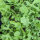 Rauke Esmee / Garten-Senfrauke / Rucola (Eruca vesicaria subsp. sativa) Bio Saatgut