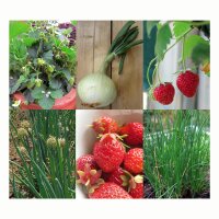Gute Mischkulturpartner: Erdbeeren, Zwiebeln & Schnittlauch - Samenset