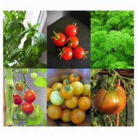Gute Mischkulturpartner: Tomaten, Basilikum & Petersilie (Bio) - Samenset