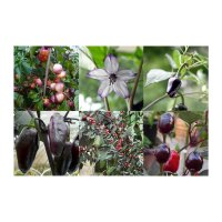 Chilis lila-schwarz - Samenset