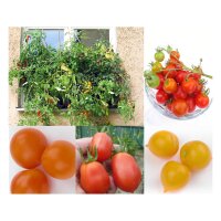 Balkon-Tomaten - Samenset