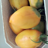 Tomate Cream Sausage (Solanum lycopersicum) Samen