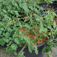 Tomate Gartenperle (Solanum lycopersicum) Samen