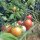 Tomate Gartenperle (Solanum lycopersicum) Samen