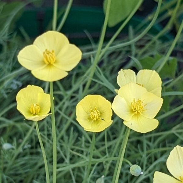 Gelber Kalifornischer Mohn (Eschscholzia caespitosa) Bio Saatgut