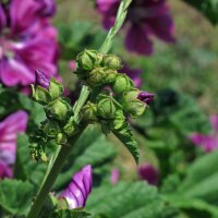 Mauretanische Malve  (Malva sylvestris ssp. mauritiana) Bio