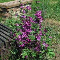 Mauretanische Malve  (Malva sylvestris ssp. mauritiana) Bio