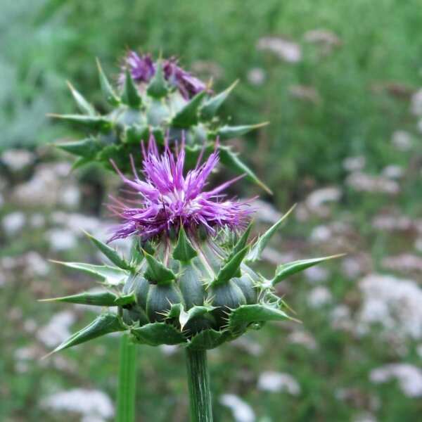 Mariendistel (Silybum marianum) Bio Saatgut