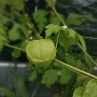 Ballonrebe / Blasen-Herzsame (Cardiospermum halicacabum)...