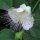 Echter Kapernstrauch (Capparis spinosa) Samen