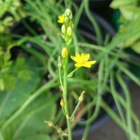 Bulbine / Katzenschwanzpflanze (Bulbine frutescens) Bio