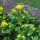 Sumpfdotterblume (Caltha palustris) Bio Saatgut