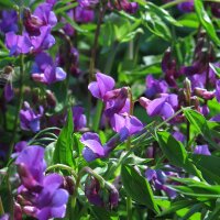 Frühlings-Platterbse (Lathyrus vernus) Samen