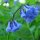 Virginisches Blauglöckchen (Mertensia virginica) Samen