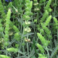 Griechischer Bergtee (Sideritis syriaca) Bio Saatgut