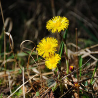 Gemeiner Huflattich (Tussilago farfara) Bio Saatgut