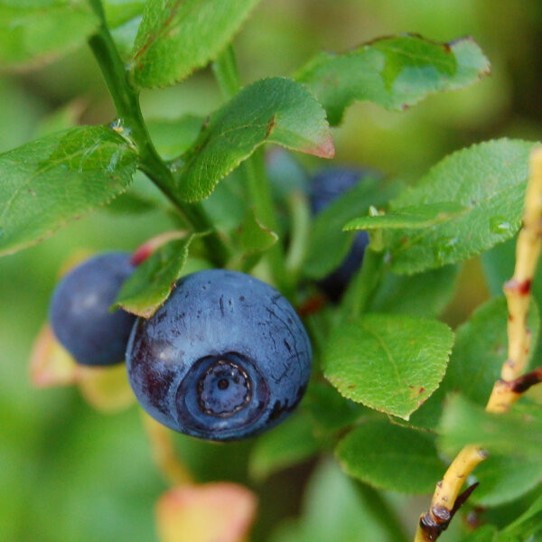 Waldheidelbeere / Blaubeere (Vaccinium myrtillus) Bio Saatgut