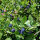 Waldheidelbeere / Blaubeere (Vaccinium myrtillus) Bio Saatgut
