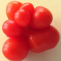 Reisetomate (Solanum lycopersicum) Bio Saatgut