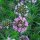 Langgriffliger Rosenwaldmeister (Phuopsis stylosa) Samen