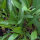 Strand-Aster (Tripolium pannonicum) Samen