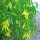 Hänge Goldglocke (Uvularia grandiflora) Samen