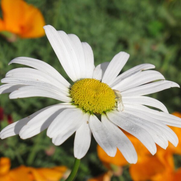 Wilde Margerite / Magerwiesenmargerite (Leucanthemum vulgare) Bio Saatgut