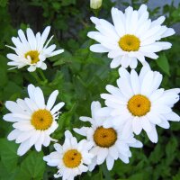 Wilde Margerite / Magerwiesenmargerite (Leucanthemum vulgare) Bio Saatgut