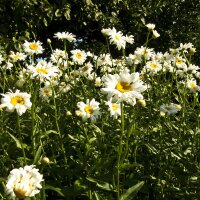 Wilde Margerite / Magerwiesenmargerite (Leucanthemum vulgare) Bio Saatgut