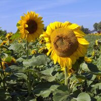 Sonnenblume (Helianthus annuus) Bio