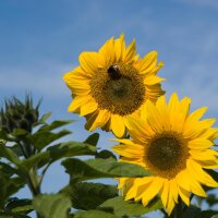 Sonnenblume (Helianthus annuus) Bio