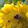 Sonnenblume (Helianthus annuus) Bio