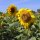 Sonnenblume (Helianthus annuus) Bio