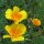 Kalifornischer Goldmohn (Eschscholzia californica) Bio Saatgut