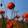 Klatschmohn (Papaver rhoeas) Bio Saatgut