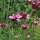 Karthäusernelke (Dianthus carthusianorum) Bio Saatgut